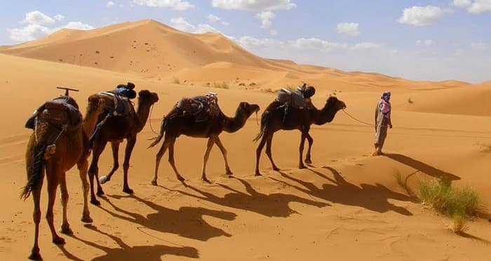Camel trek in the dunes